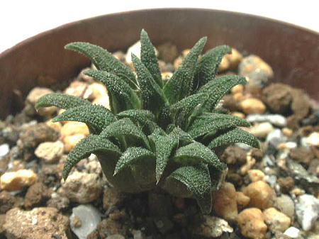 H.parksiana