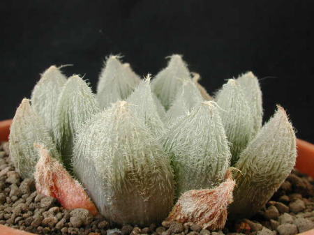cooperi var. venusta