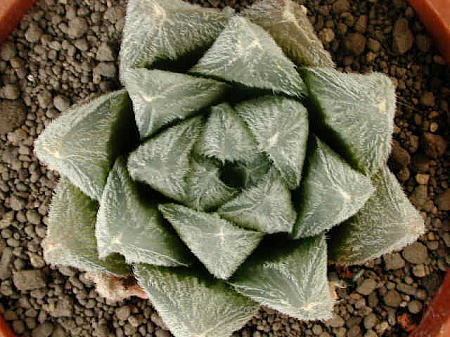 cooperi var. venusta