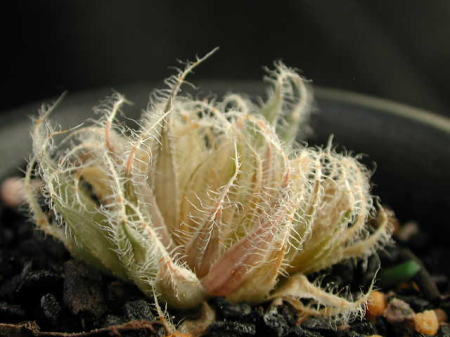 bolusii var.bolusii