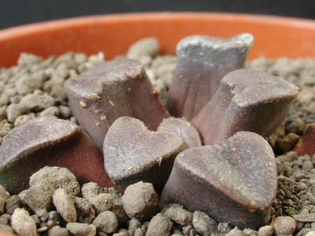 bruynsii