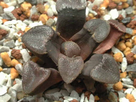 bruynsii