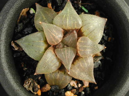 emelyae var.emelyae