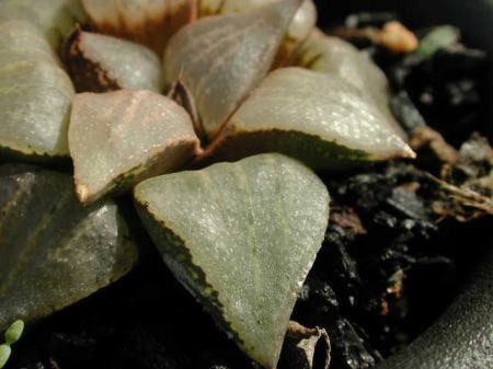 emelyae var.emelyae