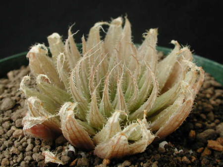 cooperi@var. isabellae (gracilis var. gracilis)
