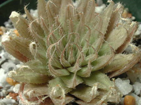 cooperi@var. isabellae (gracilis var. gracilis)