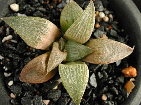 magnifica var.splendens