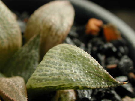 magnifica var.splendens