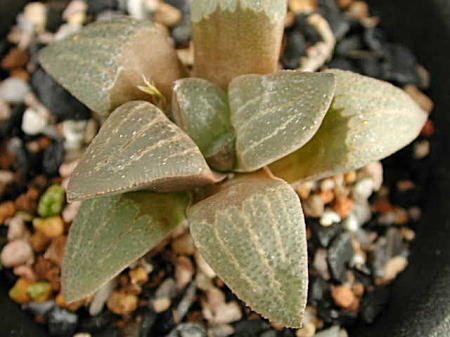 magnifica var.dekenahii