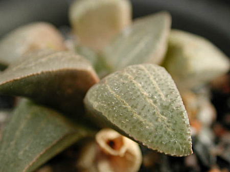 magnifica var.dekenahii