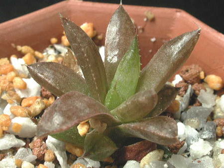 mirabilis var. consanguinea