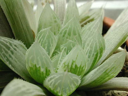 �n�I���`�A���@�s���t�F����