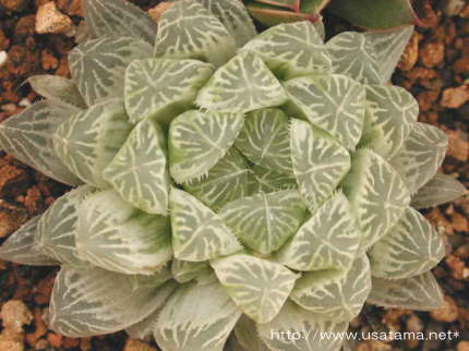 �n�I���`�A���@�s���t�F����