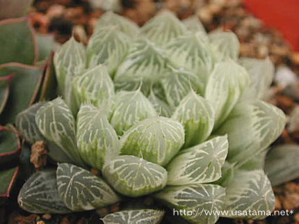 �n�I���`�A���@�s���t�F����