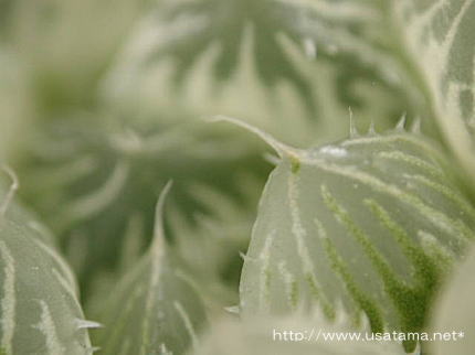 �n�I���`�A���@�s���t�F����