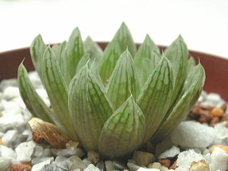 cymbiformis var. incurvula