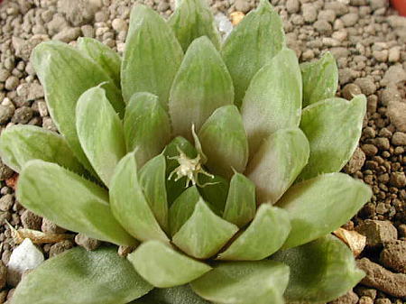 cymbiformis var. incurvula