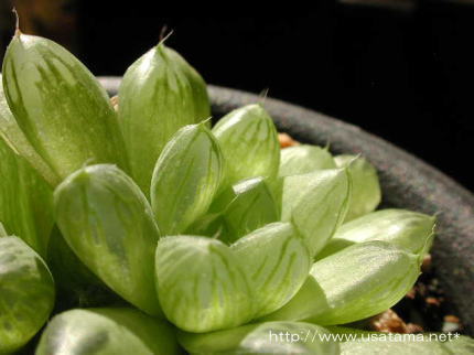 cymbiformis var. obtusa (umbraticola)