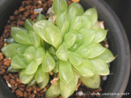 cymbiformis var. obtusa (umbraticola)